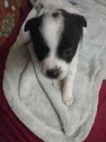 Snoopa , a male Pomchi for sale in Athens, AL – Photo 1 of 3