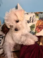 Punkin, a female Maltipoo for sale in Princeton, NC – 7 of 8
