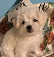 Punkin, a female Maltipoo for sale in Princeton, NC – 6 of 8