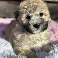 Reese, a female Shihpoo and Poodle - Toy  for sale in Princeton, NC – Photo 2 of 4