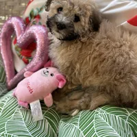 Reese, a female Shihpoo and Poodle - Toy  for sale in Princeton, NC – Photo 1 of 4