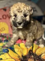 processed/f6a30fa1-ee4b-4c76-83ae-681a8ff65169/listing/1908f235-109f-4fb1-836a-86db90a46829/c653f64b-6c30-4a0c-beac-9a730adc3f47