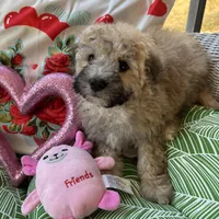Reese, a female Shihpoo and Poodle - Toy  for sale in Princeton, NC – Photo 3 of 4
