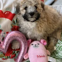 Reese, a female Shihpoo and Poodle - Toy  for sale in Princeton, NC – Photo 4 of 4