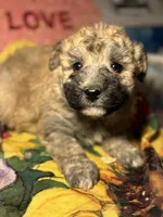 processed/f6a30fa1-ee4b-4c76-83ae-681a8ff65169/listing/1908f235-109f-4fb1-836a-86db90a46829/e8f593c2-b3ad-46c4-9006-ab558dbc9e79