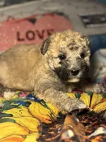 processed/f6a30fa1-ee4b-4c76-83ae-681a8ff65169/listing/1908f235-109f-4fb1-836a-86db90a46829/fd9b7295-2af4-4fdf-a1f9-ef8eab62f0f3