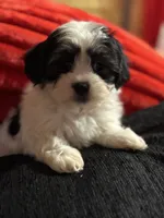 processed/f6a30fa1-ee4b-4c76-83ae-681a8ff65169/listing/1e20b370-c9c3-4874-957d-ed2a2241efd8/71780342-bad9-4e23-bc81-d087f5b02c74