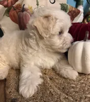 Pooh bear, a male Maltipoo for sale in Princeton, NC – 6 of 8