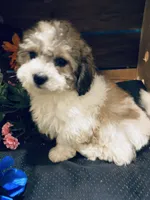 Dexter, a male Bichon Frise and Shihpoo for sale in Princeton, NC – Photo 3 of 4