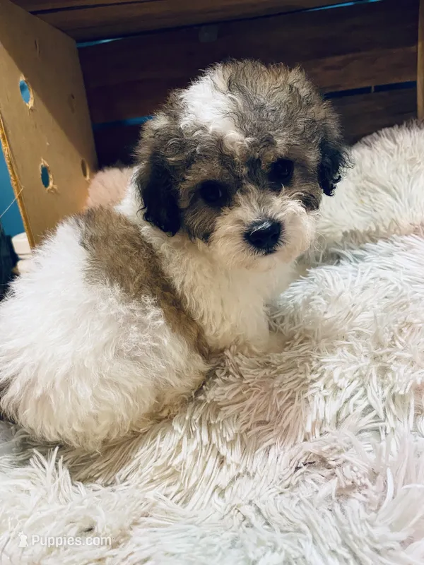 Dexter, a male Bichon Frise and Shihpoo for sale in Princeton, NC – Photo 1 of 4