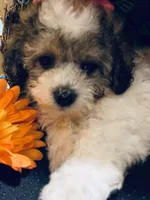 Dexter, a male Bichon Frise and Shihpoo for sale in Princeton, NC – Photo 4 of 4