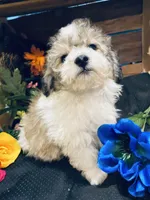 Dexter, a male Bichon Frise and Shihpoo for sale in Princeton, NC – Photo 2 of 4