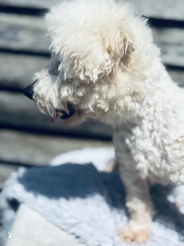 Cody – Bichon Frise puppy for sale in Princeton, NC