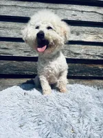 Cody, a male Bichon Frise for sale in Princeton, NC – Photo 2 of 4