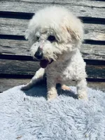 Cody, a male Bichon Frise for sale in Princeton, NC – Photo 3 of 4