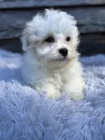 Snowy, a male Mal Shi for sale in Princeton, NC – Photo 1 of 3