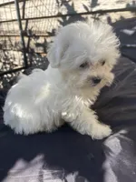 Binky, a male Poodle - Toy  and Mal Shi for sale in Princeton, NC – 3 of 7