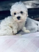 Binky, a male Poodle - Toy  and Bichpoo for sale in Princeton, NC – Photo 1 of 4