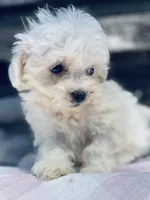 Binky, a male Poodle - Toy  and Bichpoo for sale in Princeton, NC – Photo 2 of 4