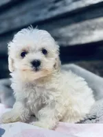 Binky, a male Poodle - Toy  and Bichpoo for sale in Princeton, NC – Photo 3 of 4