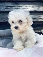Binky, a male Poodle - Toy  and Bichpoo for sale in Princeton, NC – Photo 4 of 4