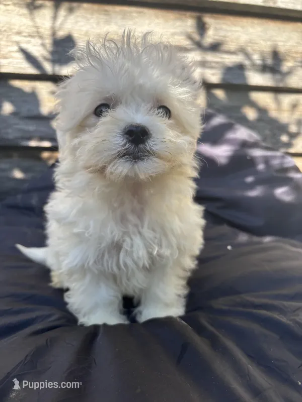 Binky – Poodle - Toy , Mal Shi puppy for sale in Princeton, NC
