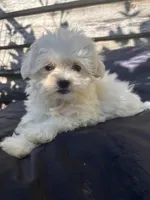 Binky, a male Poodle - Toy  and Mal Shi for sale in Princeton, NC – 2 of 7