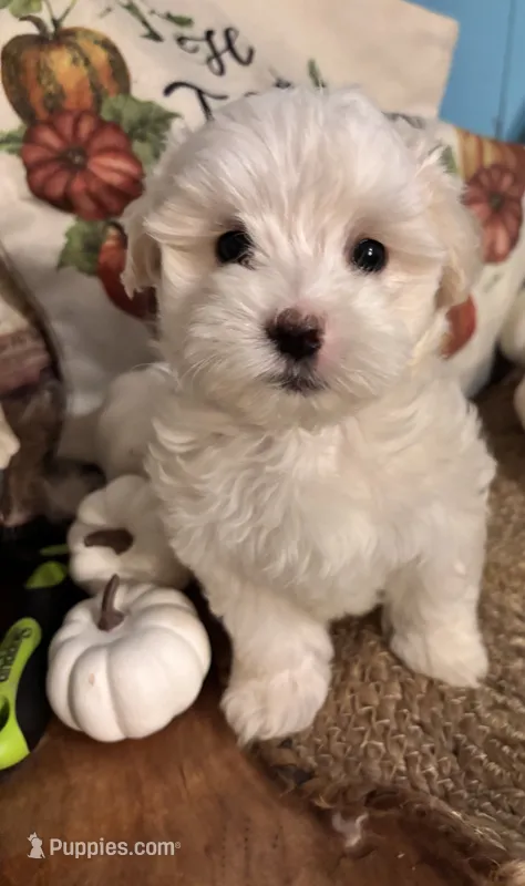 Pooh bear – Maltipoo puppy for sale in Princeton, NC
