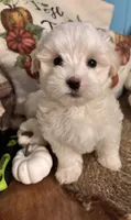 Pooh bear, a male Maltipoo for sale in Princeton, NC – 1 of 8