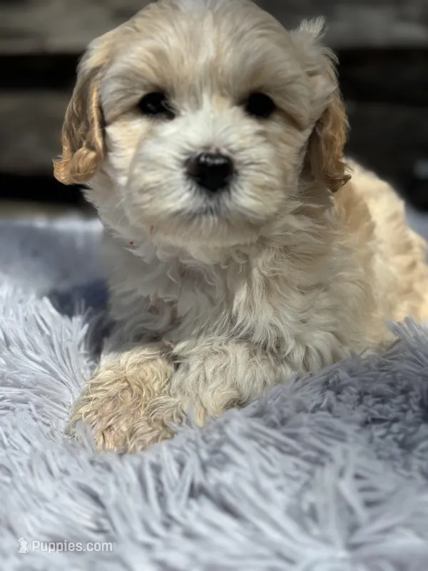 Tucker – Maltese, Poodle - Toy  puppy for sale in Princeton, NC