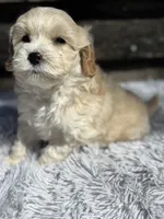 Tucker, a male Maltese and Poodle - Toy  for sale in Princeton, NC – Photo 5 of 5