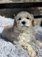 Tucker, a male Maltese and Poodle - Toy  for sale in Princeton, NC – Photo 3 of 5