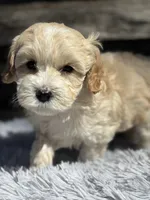 Tucker, a male Maltese and Poodle - Toy  for sale in Princeton, NC – Photo 2 of 5