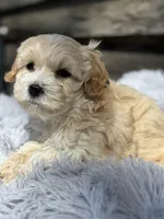 Tucker, a male Maltese and Poodle - Toy  for sale in Princeton, NC – Photo 4 of 5