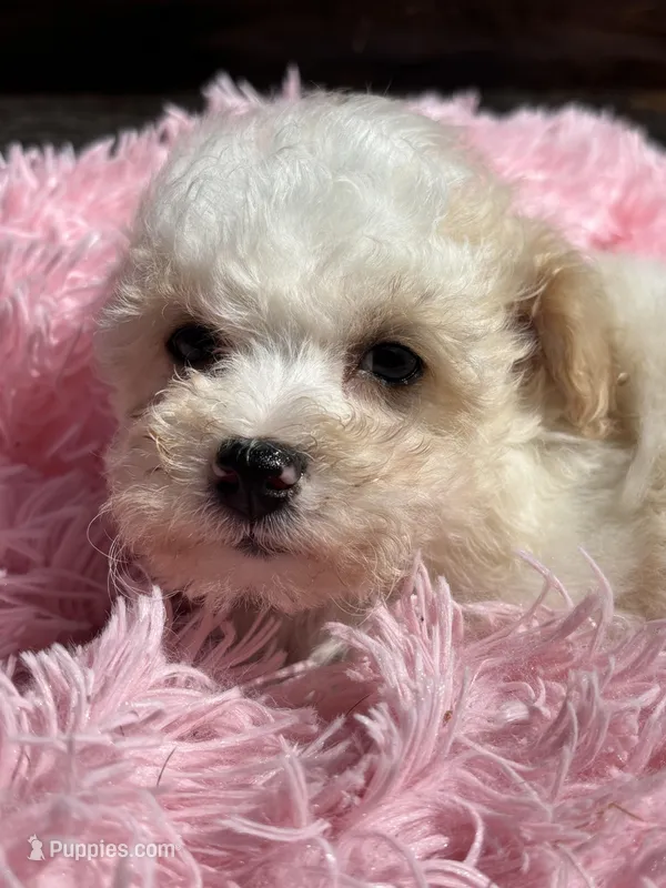 Danni – Bichon Frise, Poodle - Toy  puppy for sale in Princeton, NC