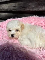 Danni, a female Bichon Frise and Poodle - Toy  for sale in Princeton, NC – Photo 5 of 5