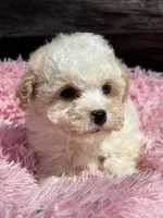Danni, a female Bichon Frise and Poodle - Toy  for sale in Princeton, NC – Photo 4 of 5