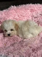 Danni, a female Bichon Frise and Poodle - Toy  for sale in Princeton, NC – Photo 3 of 5