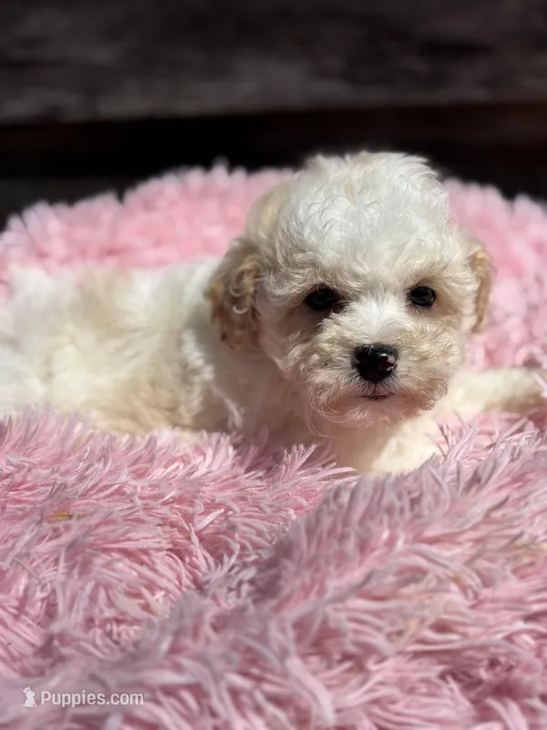 Danni – Bichon Frise, Poodle - Toy  puppy for sale in Princeton, NC