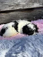 Molly, a female Mal Shi for sale in Princeton, NC – Photo 3 of 3