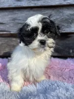 Molly, a female Mal Shi for sale in Princeton, NC – Photo 2 of 3