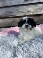 Molly, a female Mal Shi for sale in Princeton, NC – Photo 1 of 3