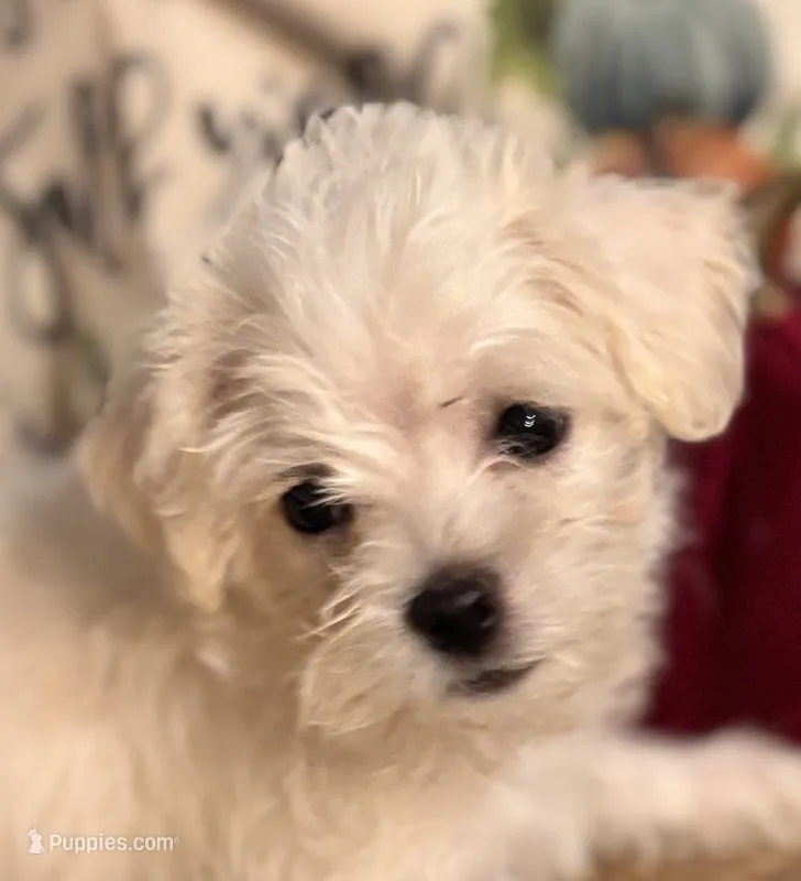 Punkin – Maltipoo puppy for sale in Princeton, NC