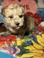 processed/f6a30fa1-ee4b-4c76-83ae-681a8ff65169/listing/4df01add-721d-4472-86ba-c6e23d42256a/e106d733-922a-4e66-ab55-eb0d664e705f