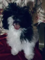 Marcy, a female Bichpoo and Mal Shi for sale in Princeton, NC – 2 of 5
