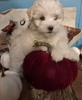 Pooh bear, a male Maltipoo for sale in Princeton, NC – 2 of 8