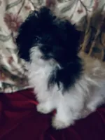 Marcy, a female Bichpoo and Mal Shi for sale in Princeton, NC – 1 of 5