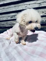 Arya, a female Bichon Frise for sale in Princeton, NC – Photo 2 of 2