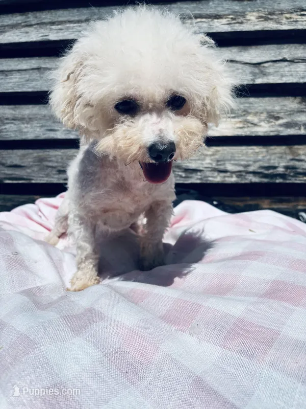 Arya – Bichon Frise puppy for sale in Princeton, NC