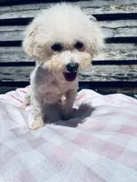 Arya, a female Bichon Frise for sale in Princeton, NC – Photo 1 of 2